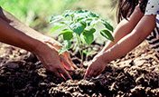 Plant a Tree in Greece